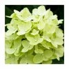 Hydrangea Forever & Ever 'Lime Green' | 5L Pot 1 Hydrangea Forever & Ever 'Lime Green' | 5L Pot -Pot Shop PL925669 main image ec7f