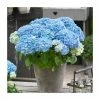 Hydrangea Forever & Ever 'Light Blue' | 5L Pot -Pot Shop PL925670 main image fe51
