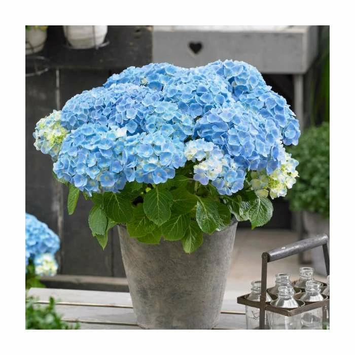 Hydrangea Forever & Ever 'Light Blue' | 5L Pot 3 Hydrangea Forever & Ever 'Light Blue' | 5L Pot