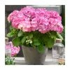 Hydrangea Forever & Ever 'Pink' | 5L Pot -Pot Shop PL925671 main image 0b63