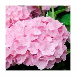 Hydrangea Forever & Ever 'Pink' | 5L Pot 5 Hydrangea Forever & Ever 'Pink' | 5L Pot -Pot Shop PL925671 rollover image 3543