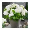Hydrangea Forever & Ever 'White' | 5L Pot -Pot Shop PL925672 main image e3da