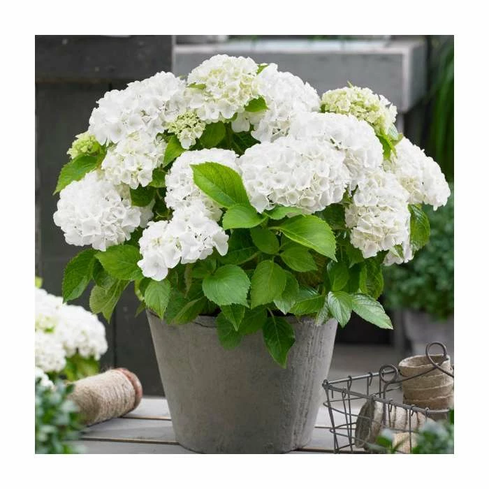 Hydrangea Forever & Ever 'White' | 5L Pot 3 Hydrangea Forever & Ever 'White' | 5L Pot