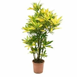Codiaeum 'Sunny Star' | Croton Plant -Pot Shop PL99693 1 33bf