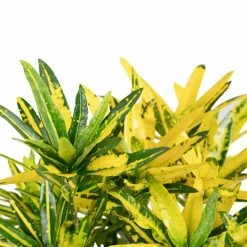 Codiaeum 'Sunny Star' | Croton Plant