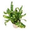 Codiaeum 'Gold Dust' | Croton Plant -Pot Shop PL99697 main ac8e