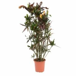 95cm Branched Croton 'Mammi' | Codiaeum variegatum | 5L Pot -Pot Shop PL99700 1 e17a