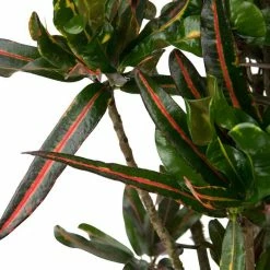 95cm Branched Croton 'Mammi' | Codiaeum variegatum | 5L Pot
