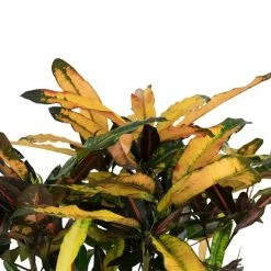 80cm Branched Croton 'Mango' | Codiaeum variegatum | 5L Pot -Pot Shop PL99701 Image2 2c82