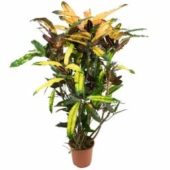 80cm Branched Croton 'Mango' | Codiaeum variegatum | 5L Pot