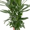 80cm Cordyline fruticosa 'Glauca' | Cabbage Palm | 5L Pot -Pot Shop PL99737 image2 aaf6