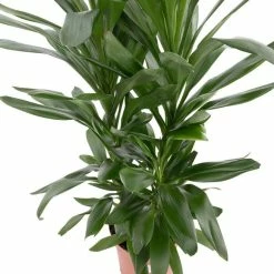 80cm Cordyline fruticosa 'Glauca' | Cabbage Palm | 5L Pot