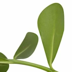 90cm Clusia rosea | The Autograph Tree | 4L Pot