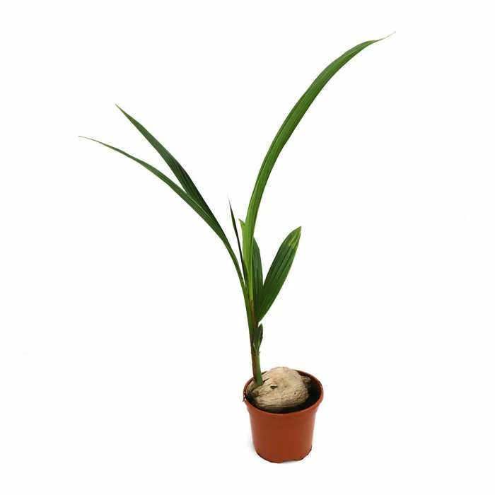 30cm Cocos nucifera | Coconut Palm Plant | 5L Pot 5 30cm Cocos nucifera | Coconut Palm Plant | 5L Pot - Image 3