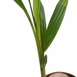 30cm Cocos nucifera | Coconut Palm Plant | 5L Pot