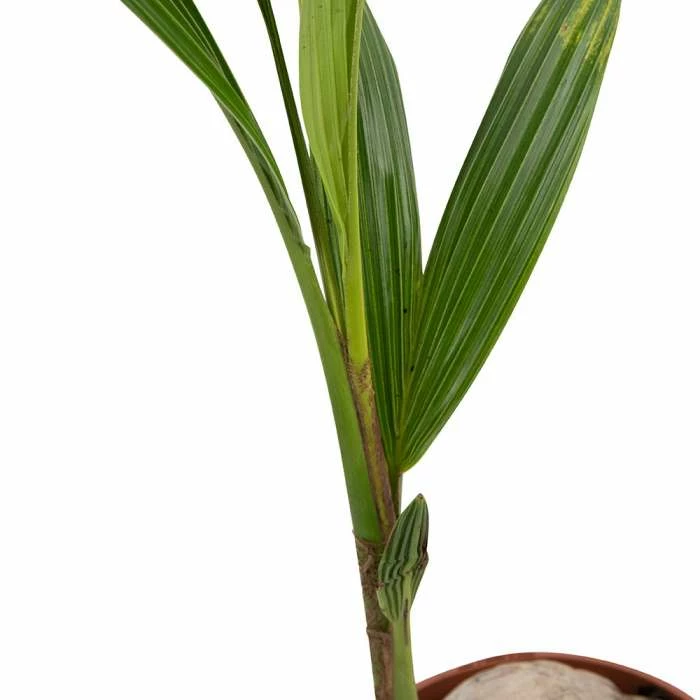 30cm Cocos nucifera | Coconut Palm Plant | 5L Pot 6 30cm Cocos nucifera | Coconut Palm Plant | 5L Pot - Image 4