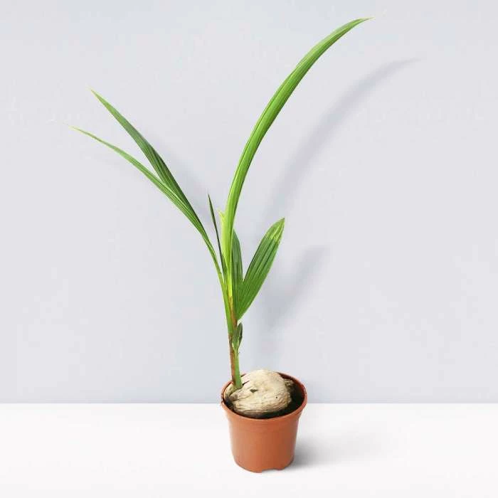 30cm Cocos nucifera | Coconut Palm Plant | 5L Pot 4 30cm Cocos nucifera | Coconut Palm Plant | 5L Pot - Image 2