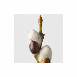 Salix caprea 'Kilmarnock' | Willow Tree -Pot Shop TR0194 add image 2 a635