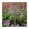 Salix caprea 'Kilmarnock' | Willow Tree 2 Salix caprea 'Kilmarnock' | Willow Tree -Pot Shop TR0194 main image ea47