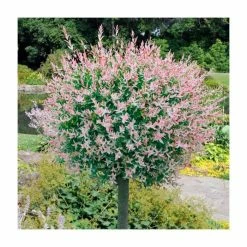 Salix integra 'Hakuro-nishiki' | Flamingo Willow Tree | 4L Pot | 120-150cm -Pot Shop TR0196 add image 1 313f