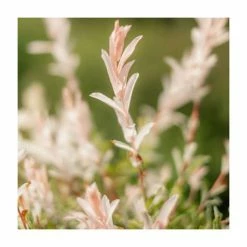 Salix integra 'Hakuro-nishiki' | Flamingo Willow Tree | 4L Pot | 120-150cm -Pot Shop TR0196 add image 2 dd74