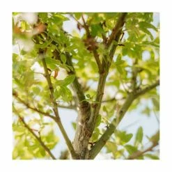 Salix integra 'Hakuro-nishiki' | Flamingo Willow Tree | 4L Pot | 120-150cm -Pot Shop TR0196 add image 3 27f2