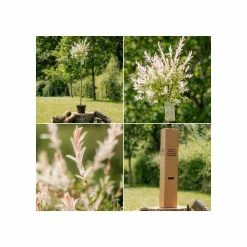 Salix integra 'Hakuro-nishiki' | Flamingo Willow Tree | 4L Pot | 120-150cm -Pot Shop TR0196 add image 4 fa4b
