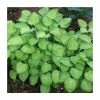 20-50cm Hosta 'Emerald Tiara' - 4L pot -Pot Shop TR0350 main image 758b