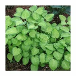 20-50cm Hosta 'Emerald Tiara' - 4L pot