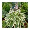 20-50cm Hosta 'Mama Mia' | 4L Pot -Pot Shop TR0351 main image 303b