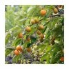 2-2.5ft Japanese Persimmon Tree | 5L Pot | Diospyros Kaki -Pot Shop TR0389 main image 9f8d 1