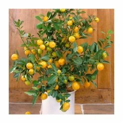 2-3ft Seville Orange Tree | Citrus x Aurantium 'Bigaradier' | Grafted Mini-Stem | 5L Pot