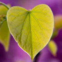 Cercis siliquastrum | Judas Tree -Pot Shop TR0496 add image 1 4689