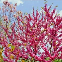 Cercis siliquastrum | Judas Tree -Pot Shop TR0496 add image 2 ac1b