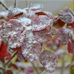 Cercis siliquastrum | Judas Tree -Pot Shop TR0496 add image 3 28b1