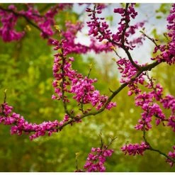 Cercis siliquastrum | Judas Tree -Pot Shop TR0496 add image 4 b99d