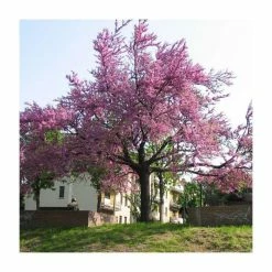 Cercis siliquastrum | Judas Tree -Pot Shop TR0496 add image 6 32eb