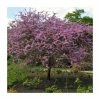 Cercis siliquastrum | Judas Tree -Pot Shop TR0496 main image 3e20