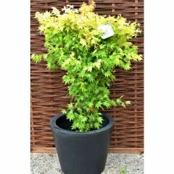 Acer palmatum 'Orange Dream' | Japanese Maple Tree -Pot Shop TR070118L add image 1 60fd