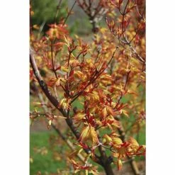 Acer palmatum 'Orange Dream' | Japanese Maple Tree -Pot Shop TR070118L add image 2 fe78