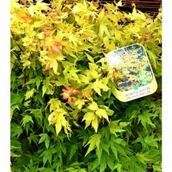Acer palmatum 'Orange Dream' | Japanese Maple Tree -Pot Shop TR070118L add image 3 b6c0