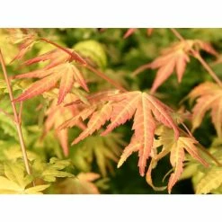 Acer palmatum 'Orange Dream' | Japanese Maple Tree -Pot Shop TR070118L add image 4 7571