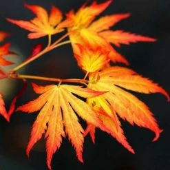Acer palmatum 'Orange Dream' | Japanese Maple Tree -Pot Shop TR070118L add image 5 1ff6