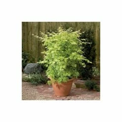 Acer palmatum 'Orange Dream' | Japanese Maple Tree -Pot Shop TR070118L add image 6 a3c1