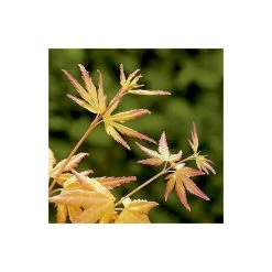 Acer palmatum 'Orange Dream' | Japanese Maple Tree -Pot Shop TR070118L add image 7 704e
