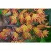 Acer palmatum 'Orange Dream' | Japanese Maple Tree -Pot Shop TR070118L main image e374