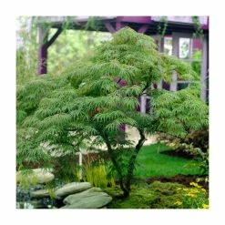 Acer palmatum 'Dissectum' | Japanese Maple Tree