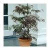 Acer palmatum 'Garnet' | Japanese Maple Tree -Pot Shop TR07062L main image 2f99