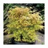 Acer palmatum 'Katsura' | Japanese Maple Tree -Pot Shop TR07072L main image 6e8c