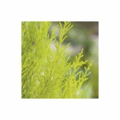 Cupressus macrocarpa 'Goldcrest' | Monterey cypress | 3L Pot 9 Cupressus macrocarpa 'Goldcrest' | Monterey cypress | 3L Pot -Pot Shop TR1010 add image 1 1a89